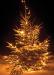 Julgranset - levande Kungsgran ca 2 meter. HYRPRODUKT. Julgransfot, röda kulor och julgransbelysning medföljer